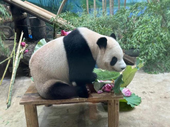 顶流女明星”生日快乐ag旗舰厅平台今天“(图1)